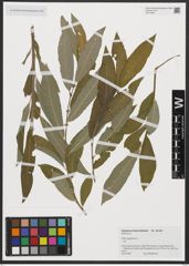 Foto von Salix aegyptiaca L.